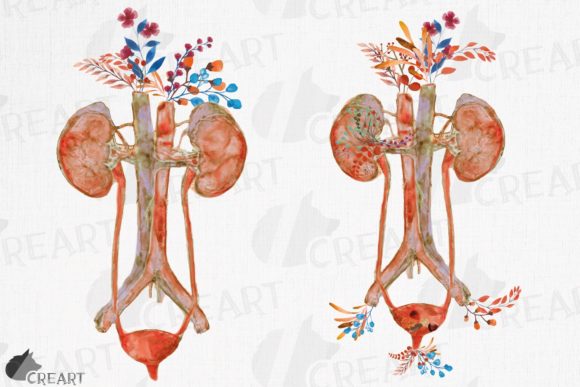 Anatomical Urinary Tract System Flower Graphics