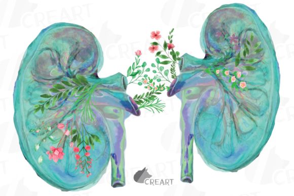Floral Anatomical Human Kidney Decor: Graphics & Print Templates
